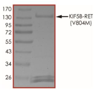 SDS-PAGE - Recombinant human Ret (mutated V804M) + KIF5B protein (Active) (AB268709), expandable thumbnail