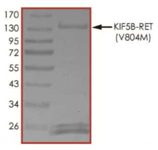 SDS-PAGE - Recombinant human Ret (mutated V804M) + KIF5B protein (Active) (AB268709)