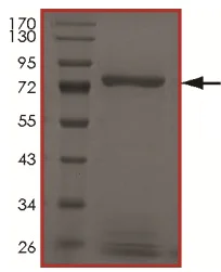 SDS-PAGE - Recombinant human Ret (mutated V804M) protein (AB186463)