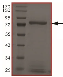 SDS-PAGE - Recombinant human Ret (mutated V804M) protein (GST tag N-Terminus) (AB186463)
