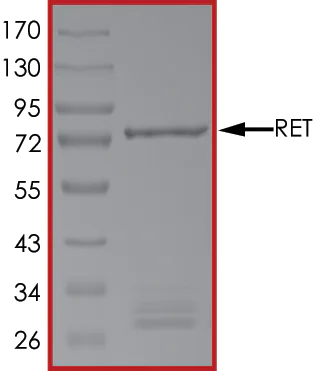 SDS-PAGE - Recombinant human Ret protein (AB84791)