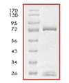 SDS-PAGE - Recombinant human Ret protein (AB84791)
