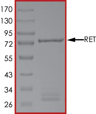 SDS-PAGE - Recombinant human Ret protein (GST tag N-Terminus) (AB84791)