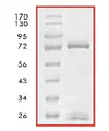 SDS-PAGE - Recombinant human Ret protein (GST tag N-Terminus) (AB84791)