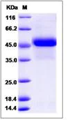 SDS-PAGE - Recombinant Human Reticulocalbin 3 protein (His tag) (AB276552)