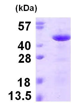 SDS-PAGE - Recombinant Human Reticulocalbin 3 protein (His tag N-Terminus) (AB123203)