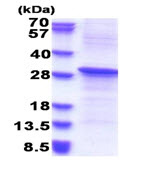SDS-PAGE - Recombinant Human REV1 protein (denatured) (His tag N-Terminus) (AB180340)
