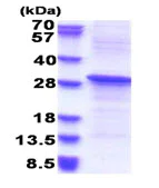 SDS-PAGE - Recombinant Human REV1 protein (denatured) (His tag N-Terminus) (AB180340)