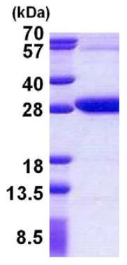 SDS-PAGE - Recombinant Human REXO2 protein (His tag N-Terminus) (AB156973)