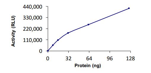 Recombinant human Rffl protein (Active)