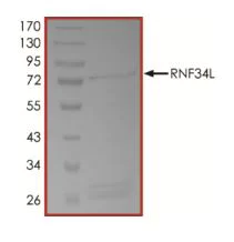 SDS-PAGE - Recombinant human Rffl protein (Active) (AB268947)
