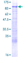 SDS-PAGE - Recombinant Human RFX5 protein (AB131776)