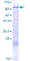 SDS-PAGE - Recombinant Human RFX5 protein (GST tag N-Terminus) (AB131776)