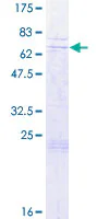 SDS-PAGE - Recombinant Human RGD1310794 protein (GST tag N-Terminus) (AB164485)