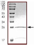 Recombinant Human RGS1 protein