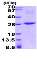 SDS-PAGE - Recombinant Human RGS16 protein (His tag N-Terminus) (AB93733)