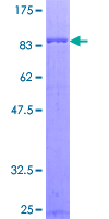Recombinant Human RGS7 protein