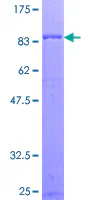 SDS-PAGE - Recombinant Human RGS7 protein (GST tag N-Terminus) (AB159342)
