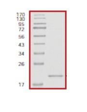 SDS-PAGE - Recombinant Human RHEB protein (AB56271)