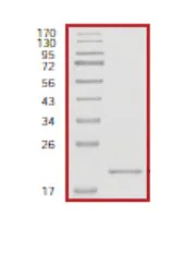 SDS-PAGE - Recombinant Human RHEB protein (AB56271)