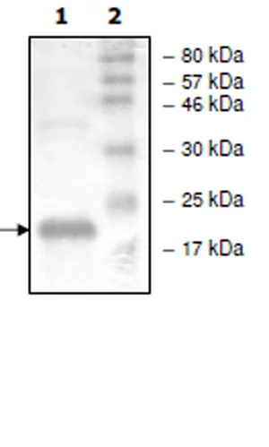 SDS-PAGE - Recombinant Human RHEB protein (His tag N-Terminus) (AB271731)