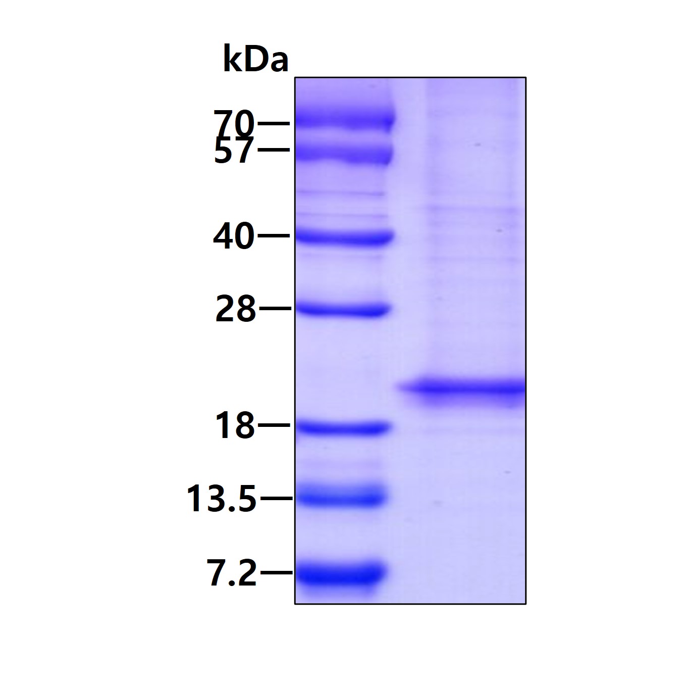 SDS-PAGE - Recombinant Human RHEB protein (T7 tag N-Terminus) (AB78768)