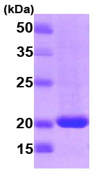 SDS-PAGE - Recombinant Human RHEB protein (AB78768)