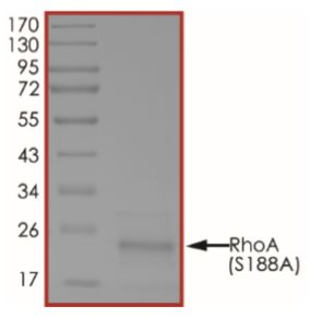 SDS-PAGE - Recombinant Human RhoA (mutated S188A) protein (His tag) (AB268933)