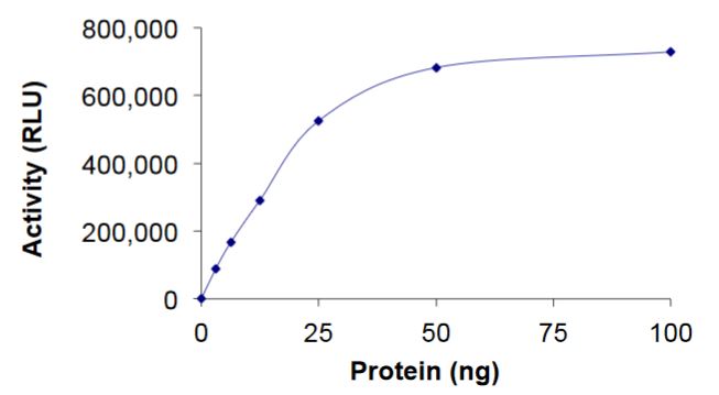 Recombinant human RhoA protein (Active)
