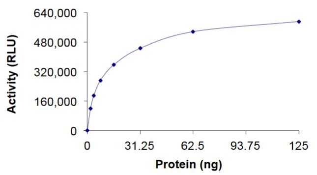 Recombinant human RHOC protein (Active)