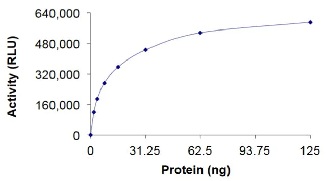 Functional Studies - Recombinant human RHOC protein (Active) (AB268935)