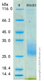 SDS-PAGE - Recombinant Human Ribonuclease 3 Protein Standard (His tag) (AB316624)