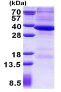SDS-PAGE - Recombinant Human Ribonuclease H2, subunit A/RNASEH2A protein (denatured) (His tag N-Terminus) (AB156743)