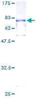 SDS-PAGE - Recombinant Human Ribonuclease Inhibitor/RAI protein (GST tag N-Terminus) (AB114503)