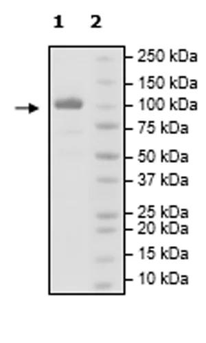 SDS-PAGE - Recombinant Human RIG-I/DDX58 protein (DDDDK tag N-Terminus) (AB271486)