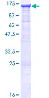 SDS-PAGE - Recombinant Human RIG-I/DDX58 protein (GST tag N-Terminus) (AB132502)