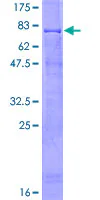 SDS-PAGE - Recombinant Human RING1 protein (GST tag N-Terminus) (AB112348)