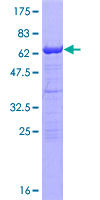 SDS-PAGE - Recombinant Human RING2 / RING1B / RNF2 protein (GST tag N-Terminus) (AB159360)