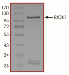 SDS-PAGE - Recombinant Human RIOK1/RIO1 protein (GST tag N-Terminus) (AB268939)