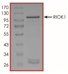SDS-PAGE - Recombinant Human RIOK1/RIO1 protein (Tagged) (AB268939), expandable thumbnail