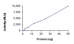Functional Studies - Recombinant human RIP protein (Active) (AB190411)