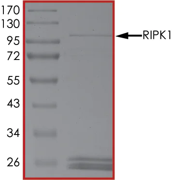 SDS-PAGE - Recombinant human RIP protein (Active) (AB190411)