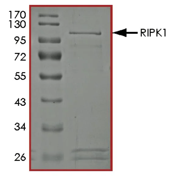 SDS-PAGE - Recombinant human RIP protein (Active) (AB190411)