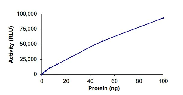 Functional Studies - Recombinant human RIP protein (Active) (AB268942)