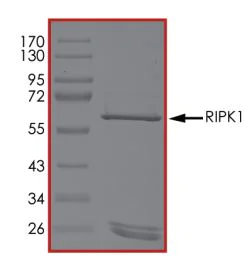 SDS-PAGE - Recombinant human RIP protein (Active) (AB268942)