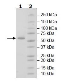 SDS-PAGE - Recombinant human RIP protein (Active) (AB271732), expandable thumbnail