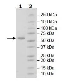 SDS-PAGE - Recombinant human RIP protein (Active) (GST tag N-Terminus) (AB271732)