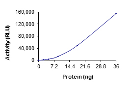 Functional Studies - Recombinant human RIP2 protein (AB60879)