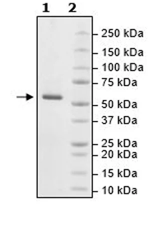 SDS-PAGE - Recombinant human RIP2 protein (Active) (GST tag N-Terminus) (AB271734)