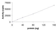 Functional Studies - Recombinant human RIP2 protein (GST tag N-Terminus) (AB60879)